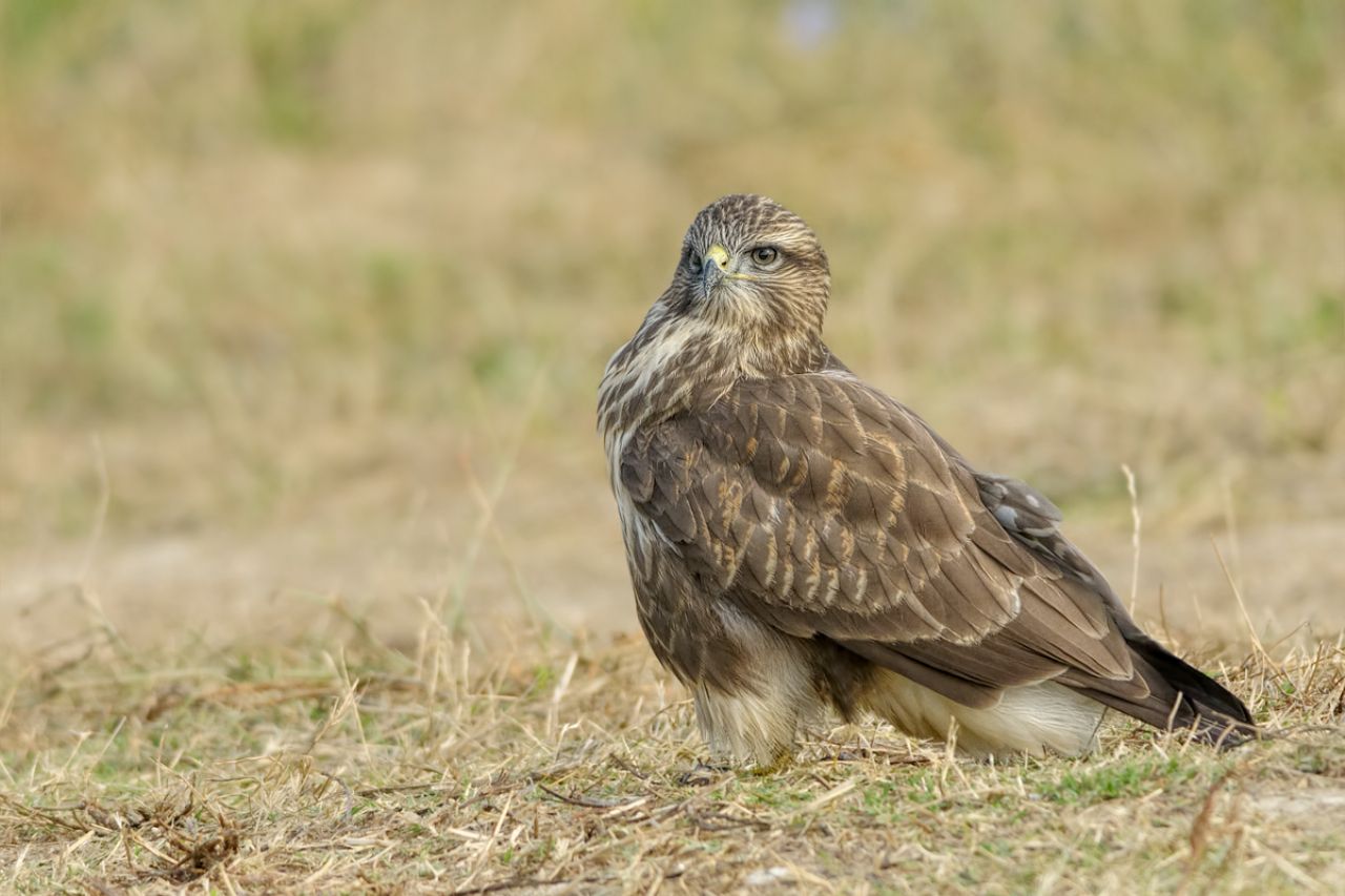 Poiana (Buteo buteo)